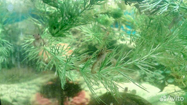 Мраморный рак