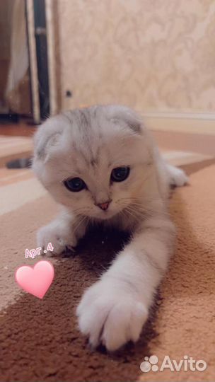 Шотландская вислоухая