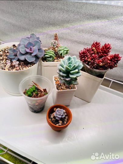 Набор Суккулентов