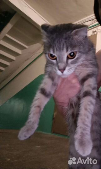 Кошка потеряшка