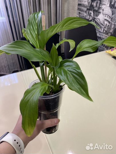 Спатифиллум Шопен, миниатюрный сорт