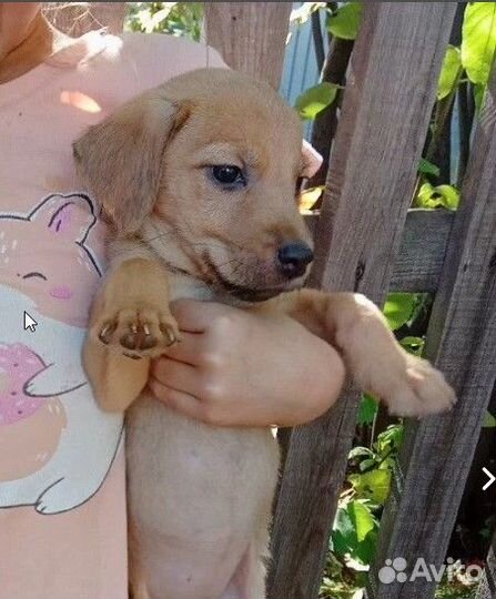 Щенки бесплатно