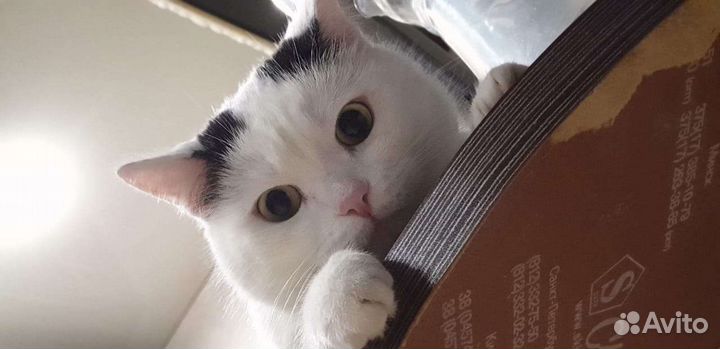 Котик в дар