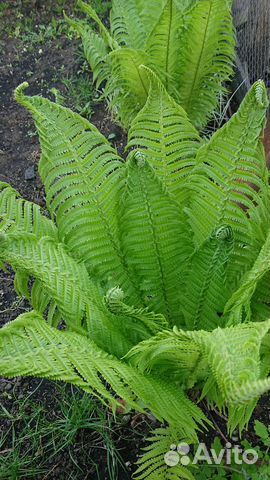 Продам папоротник