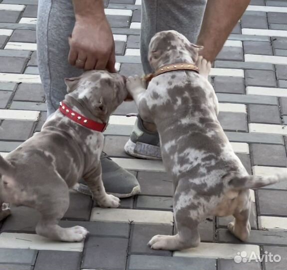 Американский булли щенки Мерль