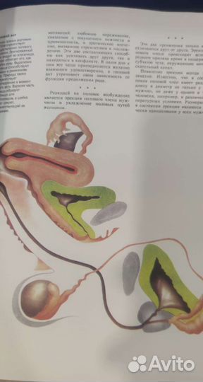 Энциклопедия сексуальной жизни для взрослых