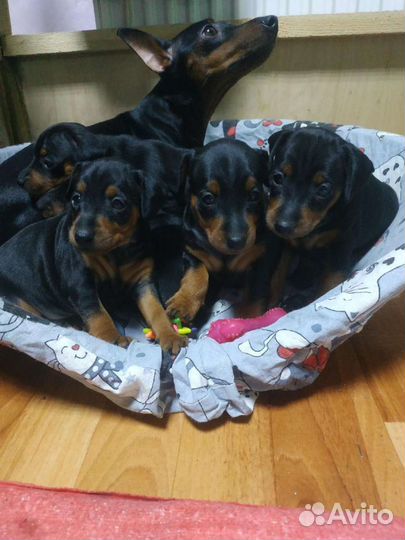 Щенки цвергпинчера