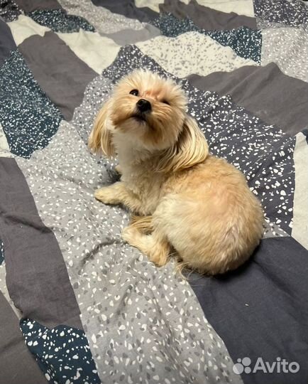 Мальтипу f1 микро