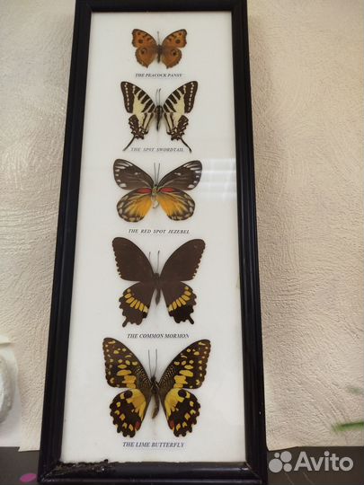 Продам бабочек