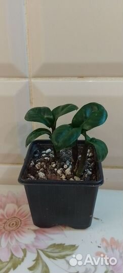 Замиакулькас черный Равен и Зензи