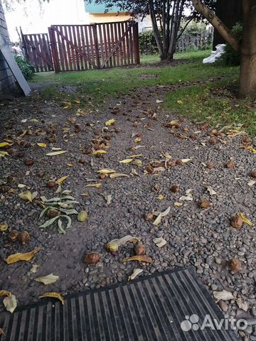 Манжурский орех