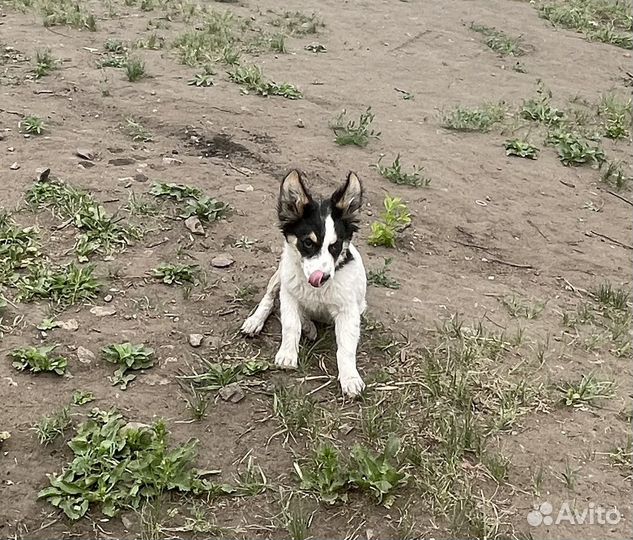Щенок