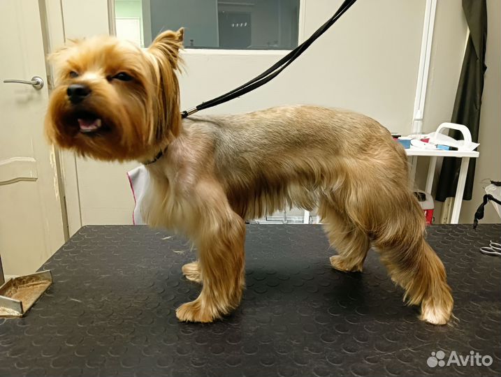 Стрижка собак грумер