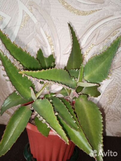 Каланхоэ лечебное