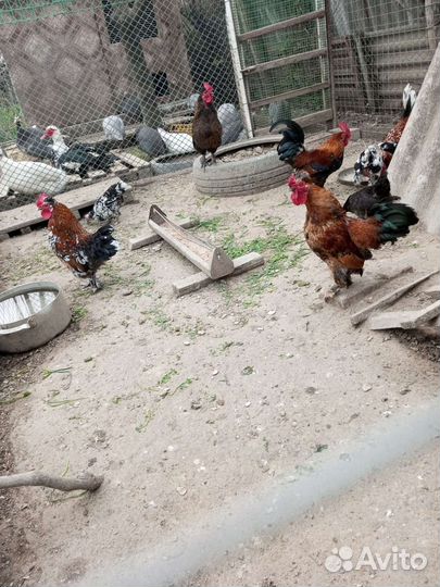 Петушки карликовые, Бентама