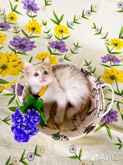 Пушистый и трехцветный котенок