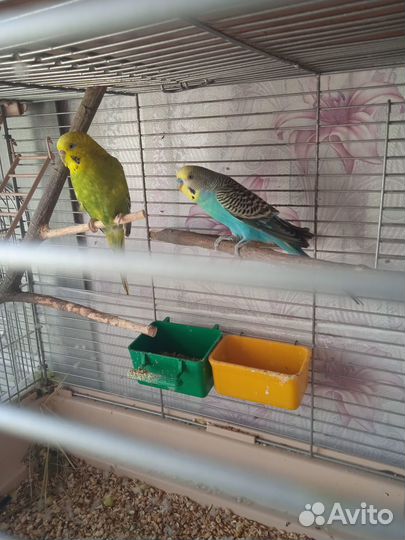 Продам попугаев