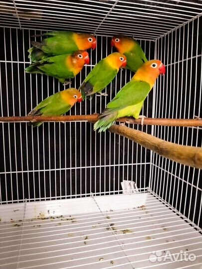 Попугай неразлучник и какарики