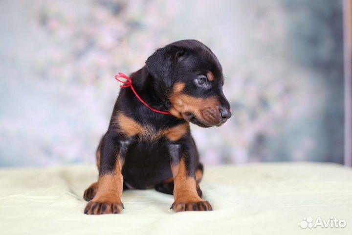 Щенки добермана