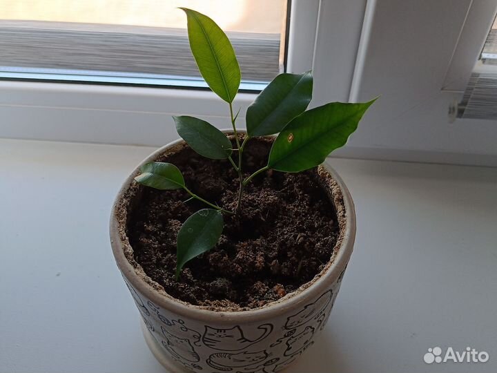 Фикус Бенджамина