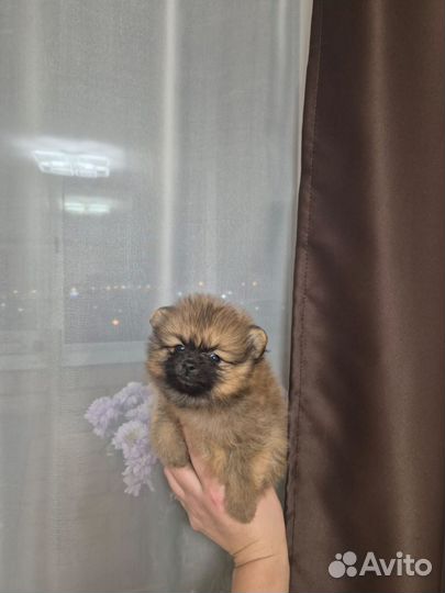 Померанский шпиц мини