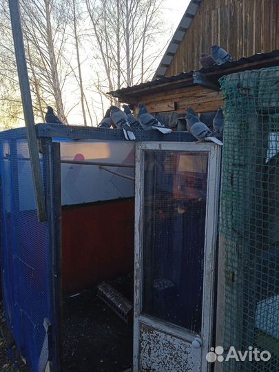 Николаевские Голуби