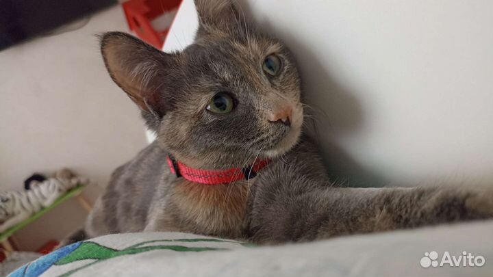 Котенок подросток