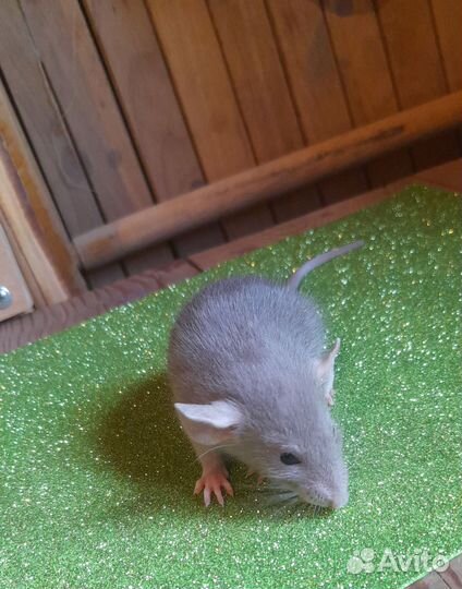 Крыса дамбо