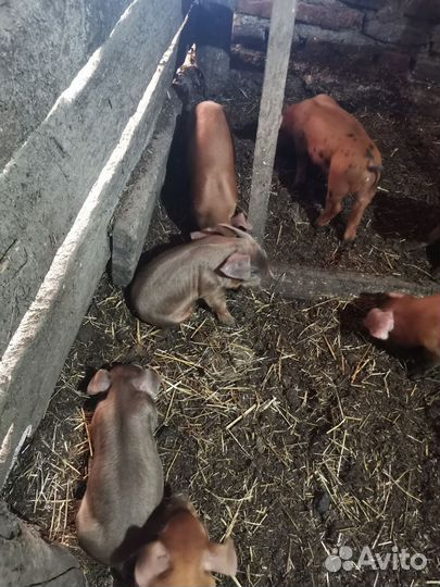 Поросята порода дюрок