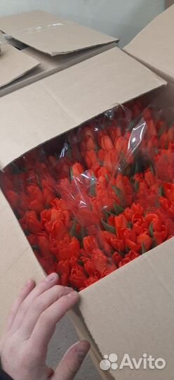 Тюльпаны к 8 марта