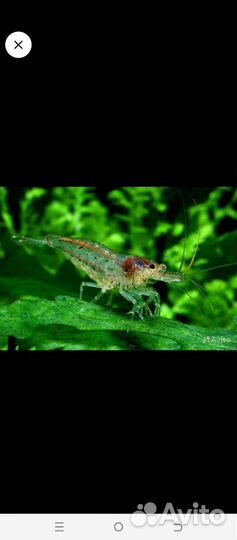 Продам аквариумных креветок