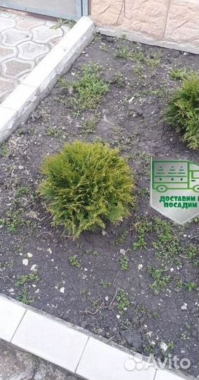 Туя Голден Глоб