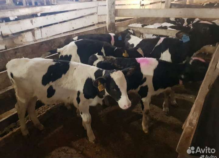 Телята бычки