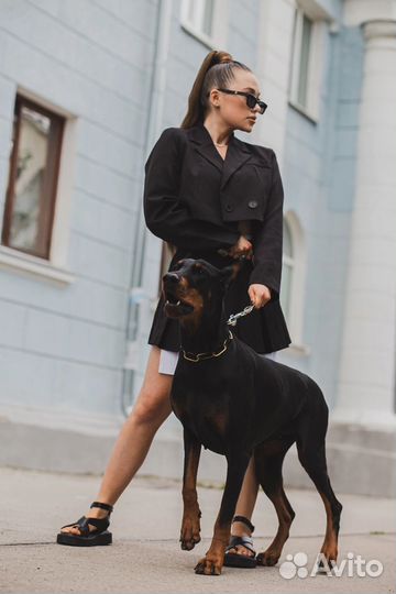 Фотосессия с доберманом