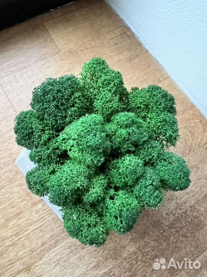 Кашпо со мхом