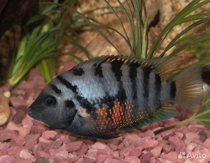 Цихлида чернополосая аквариумные рыбки
