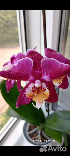 Орхидея фаленопсис Маргарита