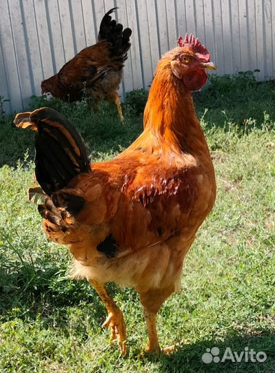 Петухи на племя или на мясо