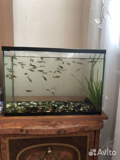 Аквариум