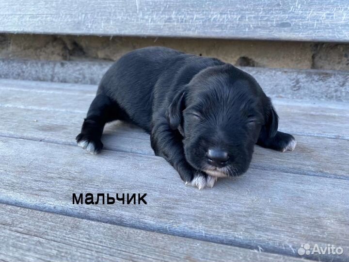 Собаки щенки русский охотничий спаниель метис