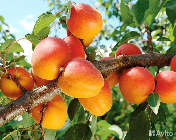 Саженцы абрикосов 2-х летки