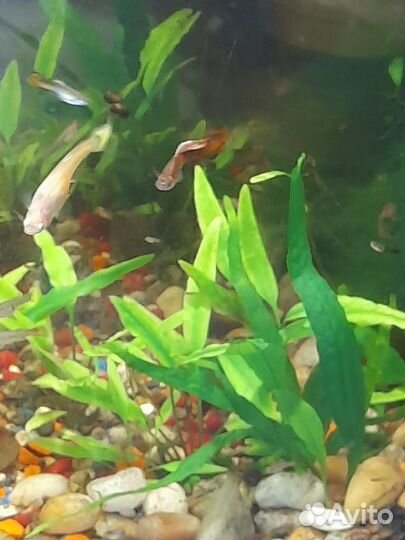 Рыбки гуппи