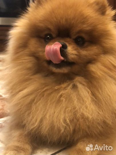 Шпиц для вязки