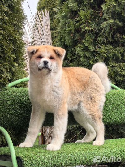 Акита девочка