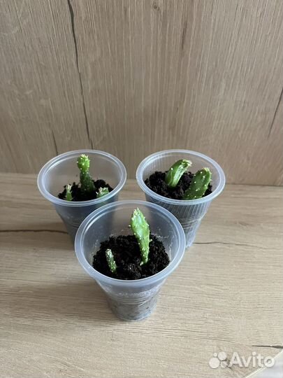 Кактус Опунция Монаканта вариегата