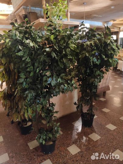 Дерево искусственное Кротон 160 см, Фикусы 170 см