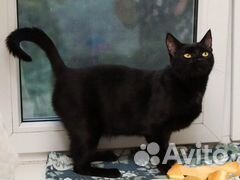 Молоденькая кошечка Чили, 2 года