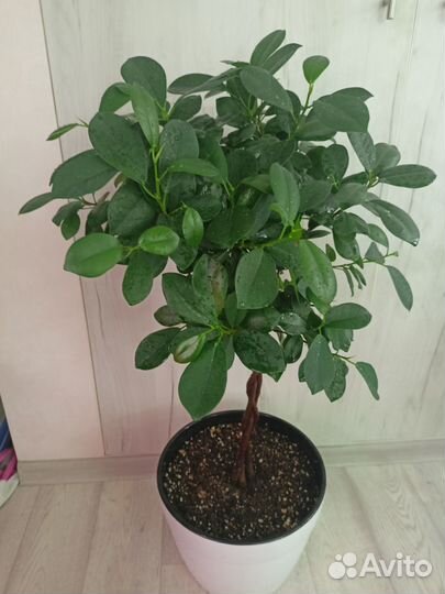 Фикусы: Макломе