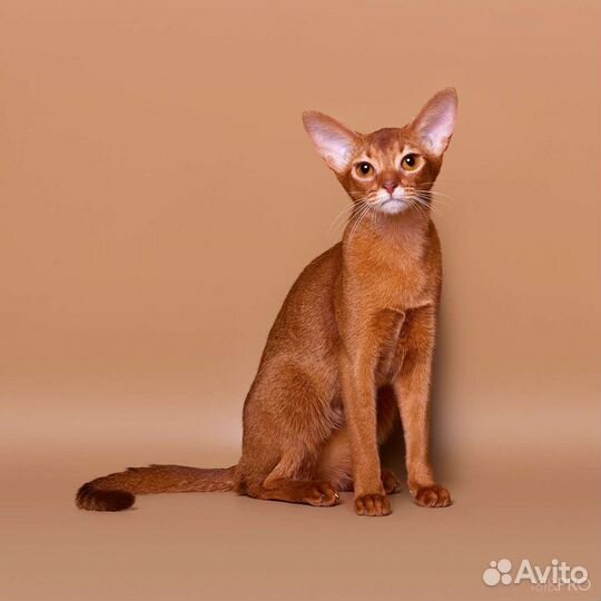 Абиссиночка