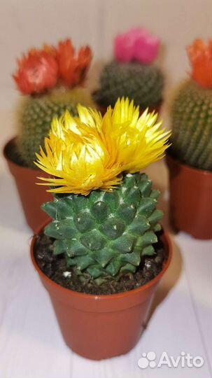 Кактус микс